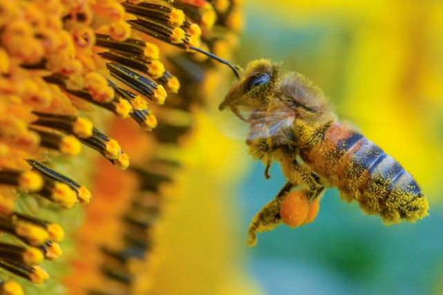 1341720-environ-20-000-especes-abeilles