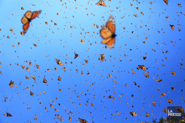 1347450-papillon-monarque-menace-deforestation-sauvage