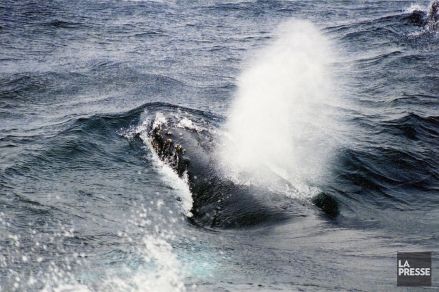 860290-baleines-bosse-voyagent-tous-ans
