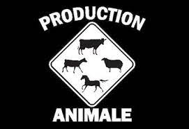 Production animal 5354